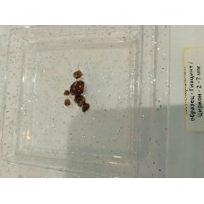 Коллекционный образец - Гиацинт / Циркон - 3 - 5 мм